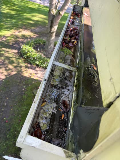 A gutter above a garden bed holding leaves, moss and standing water.