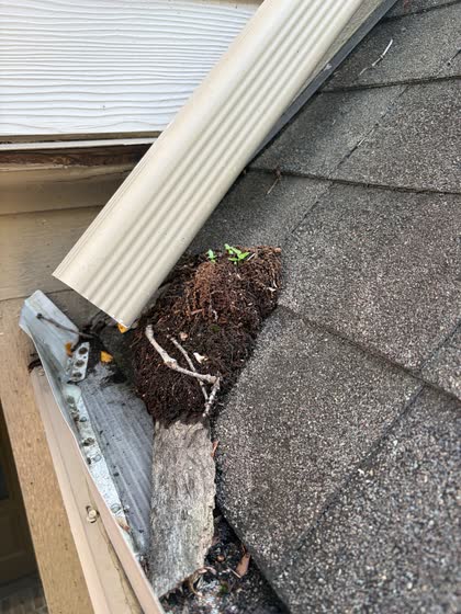 A gutter corner under a downspout, blocked by a clump of soil and roots with green shoots growing out of it.